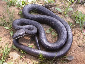 Black And Grey Snake
